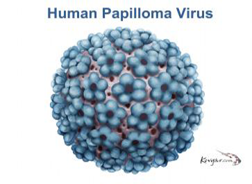 Nguyên nhân sùi mào gà từ virus Human Papiloma